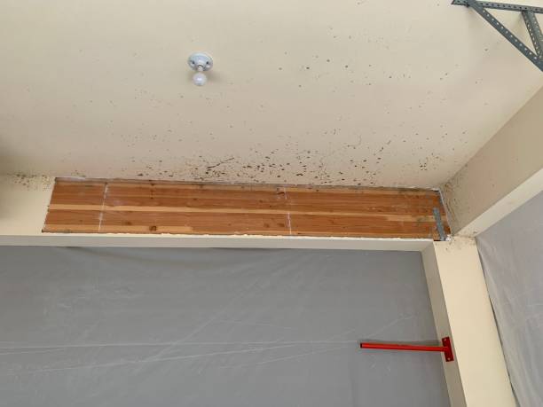 Professional Mold Inspection, Removal & Remediation in Springfield, TN